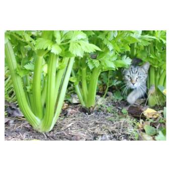 เมล็ดพืช Seeds คื่นช่ายยักษ์หรือขึ้นฉ่ายฝรั่ง Celery เมล็ดพันธุ์ คุณภาพนำเข้า 200 เมล็ด July 2018 - 2 เมล็ดพืช Seeds คื่นช่ายยักษ์หรือขึ้นฉ่ายฝรั่ง Celery เมล็ดพันธุ์ คุณภาพนำเข้า 200 เมล็ด - 2